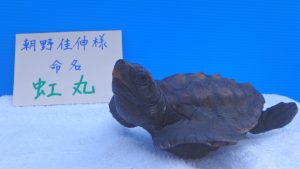 カレッタの子亀に名付け親になりました